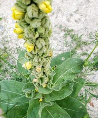 Verbascum thapsus