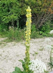 Verbascum thapsus