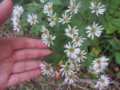 Eurybia furcata