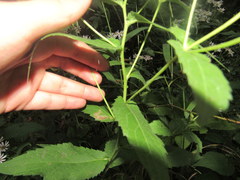 Eurybia furcata