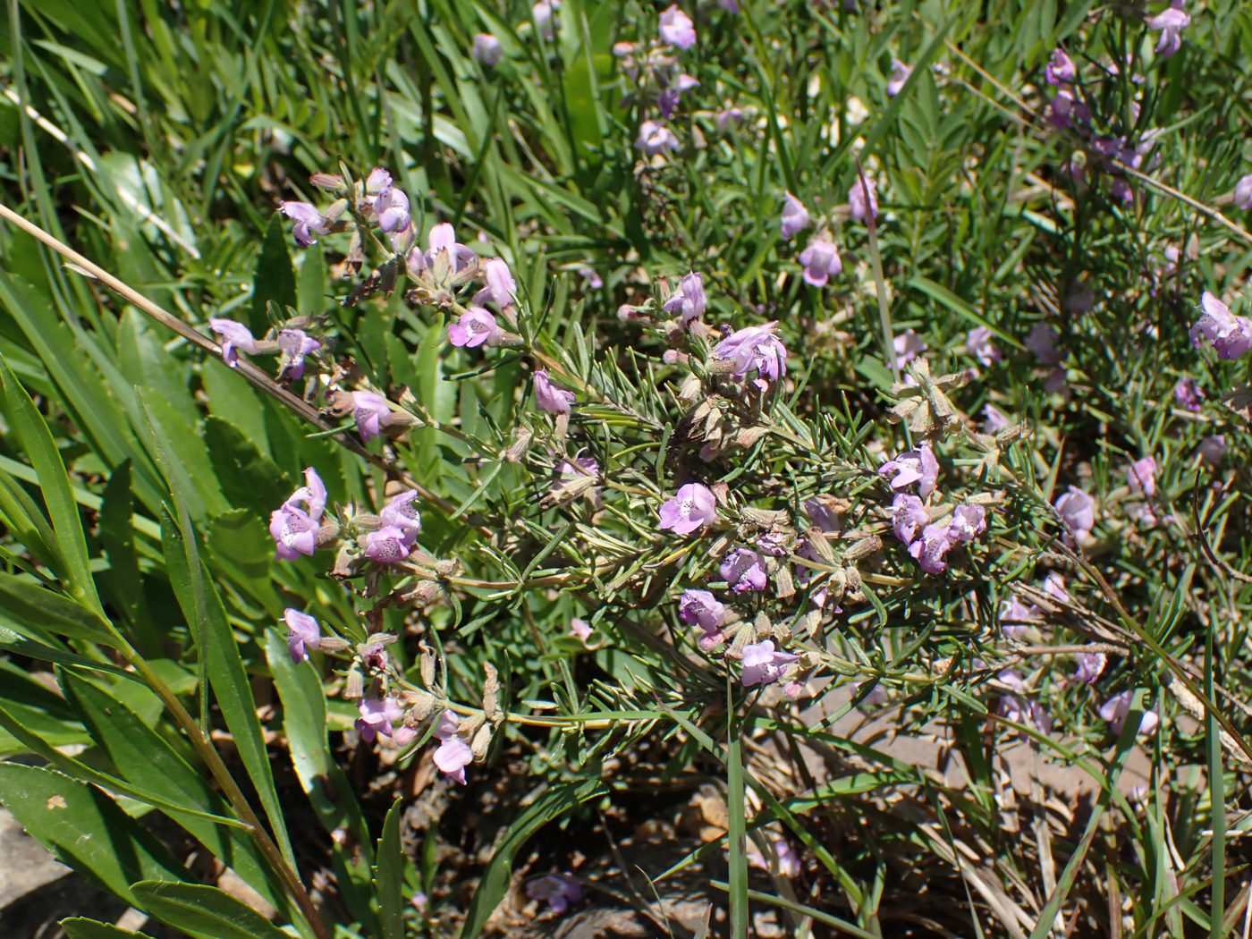 Imagem de Conradina verticillata