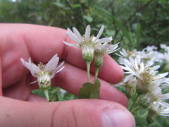 Eurybia furcata