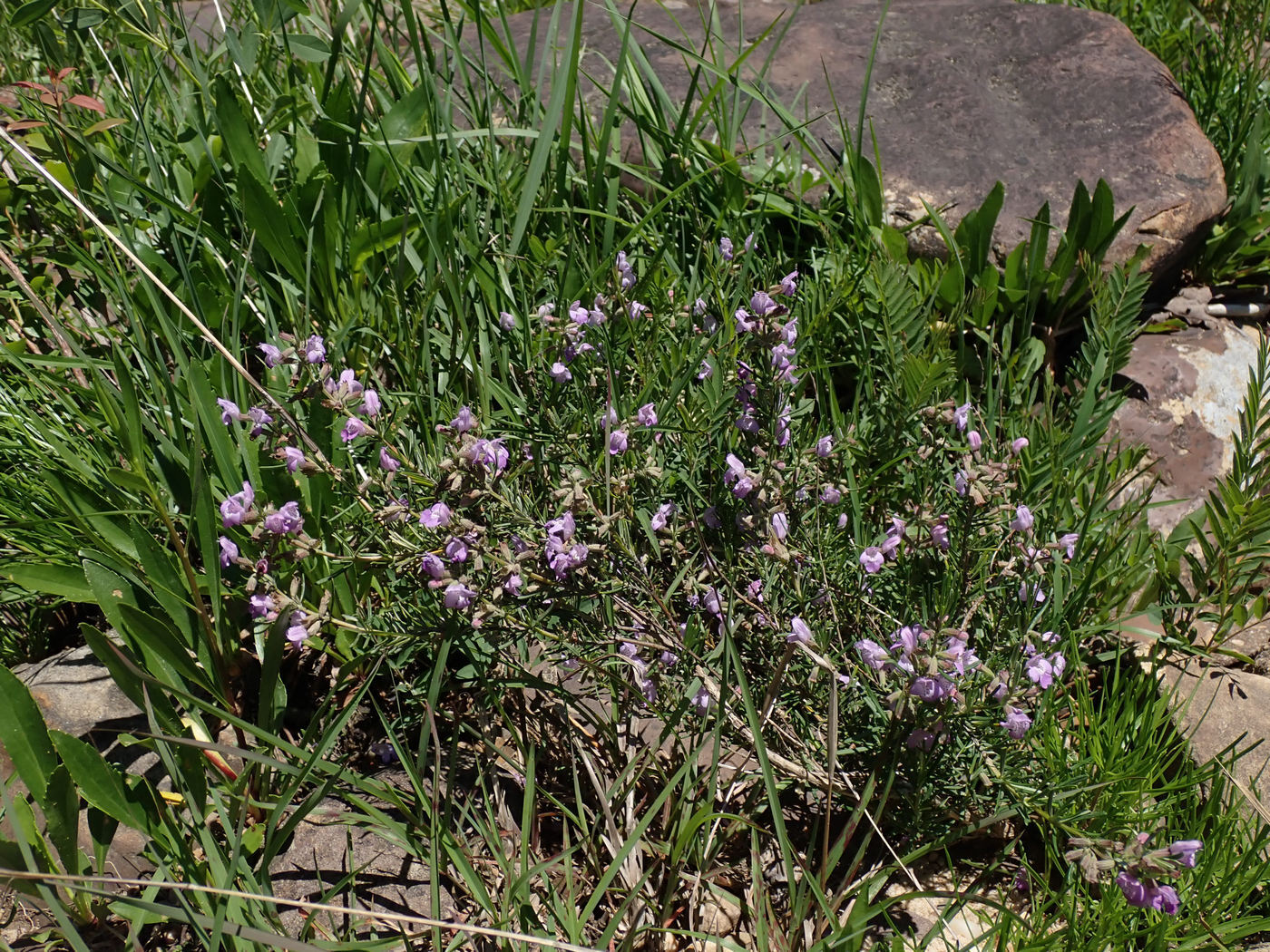 Imagem de Conradina verticillata