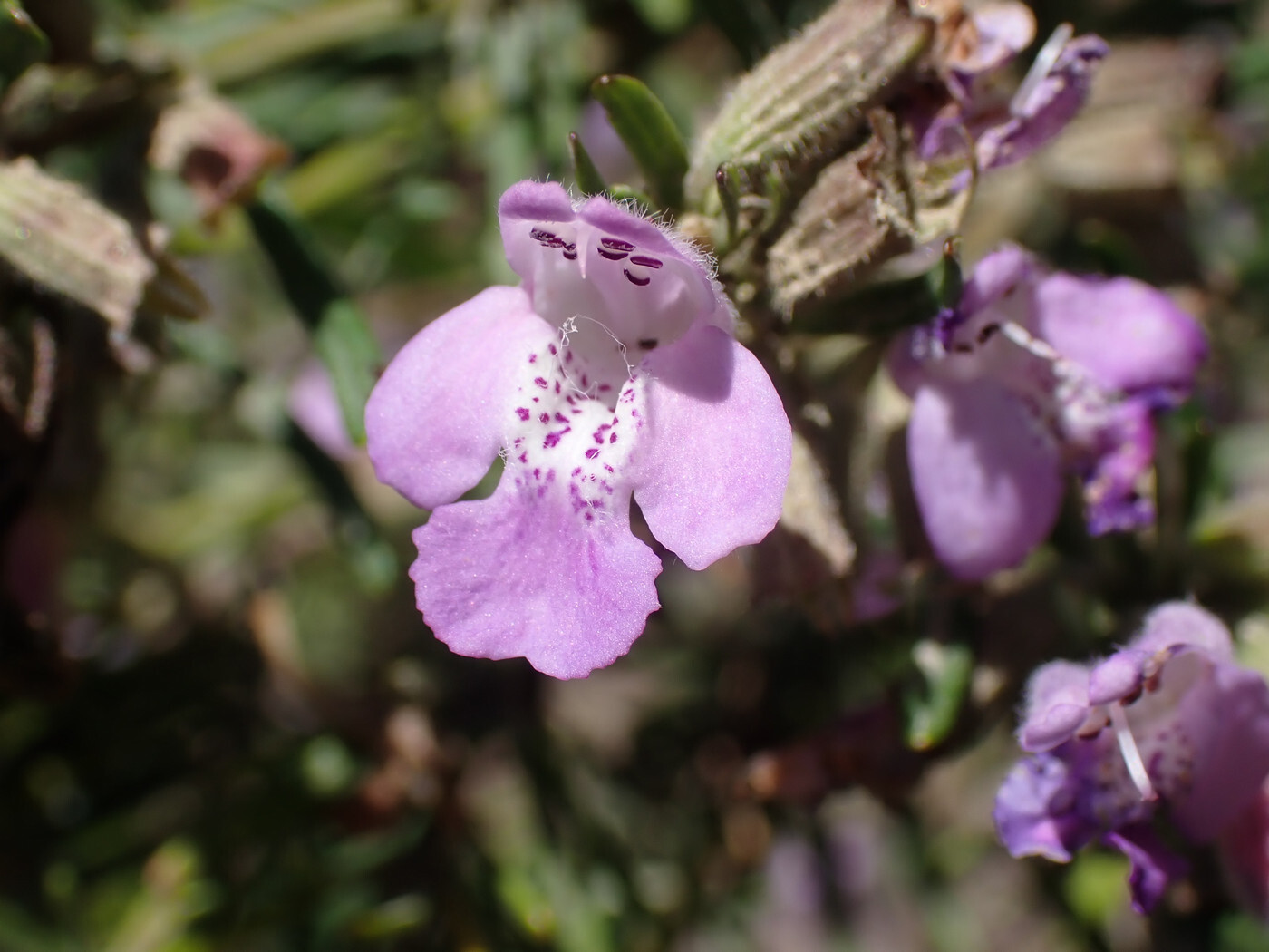 Imagem de Conradina verticillata