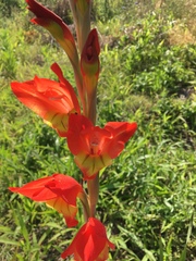 Gladiolus dalenii