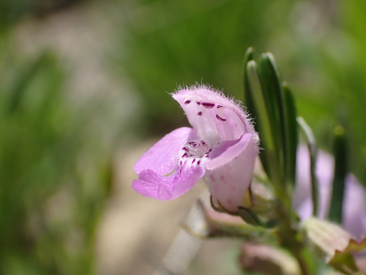 Imagem de Conradina verticillata