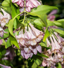 Coutaportla lorenceana