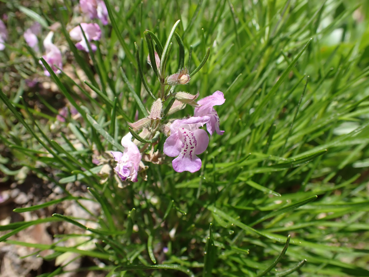 Imagem de Conradina verticillata