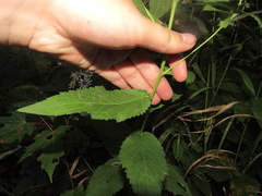 Eurybia furcata