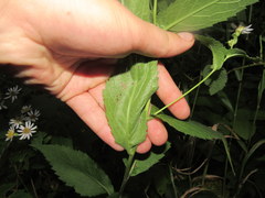 Eurybia furcata