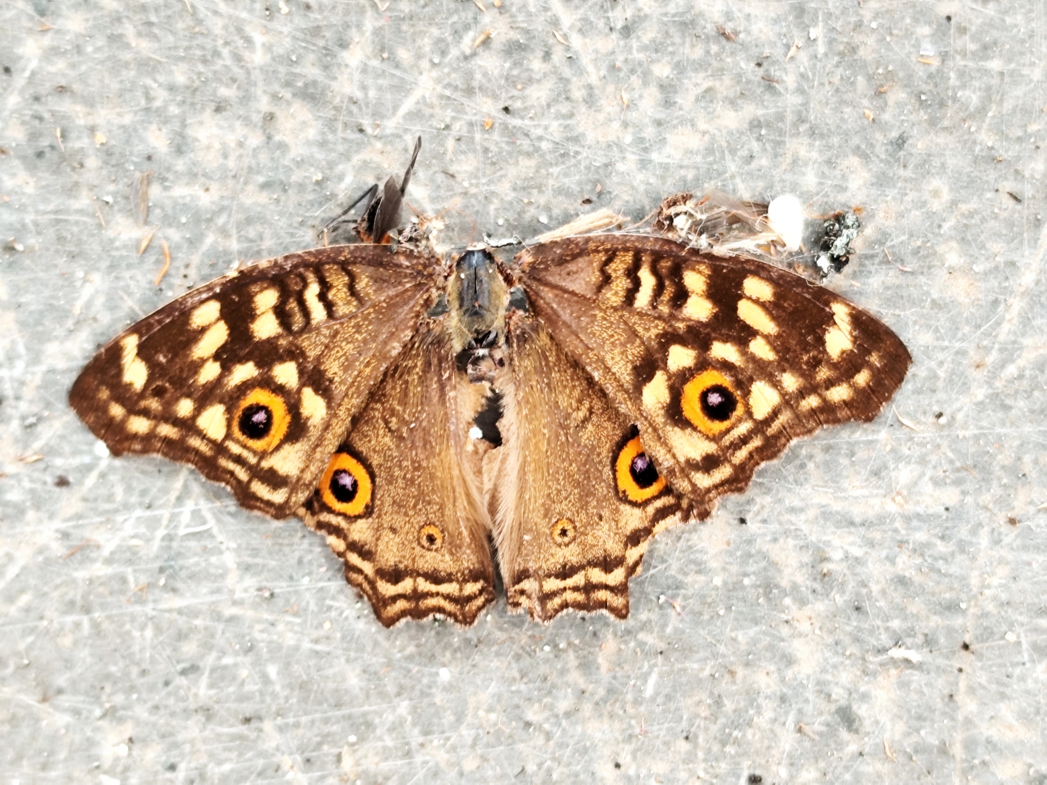 Lemon Pansy