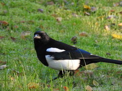 Pica pica