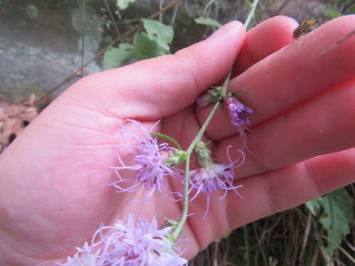 Liatris X spheroidea