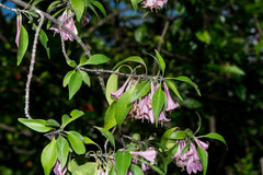 Coutaportla lorenceana