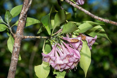 Coutaportla lorenceana