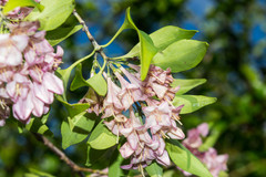 Coutaportla lorenceana