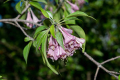 Coutaportla lorenceana