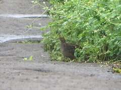 Nothoprocta pentlandii