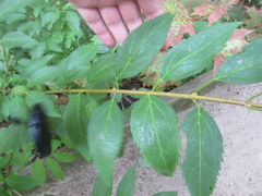 Forsythia × intermedia