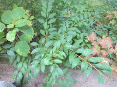 Forsythia × intermedia