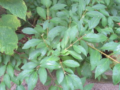 Forsythia × intermedia