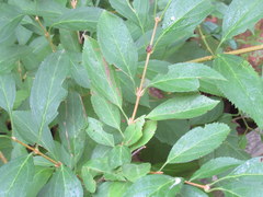 Forsythia × intermedia