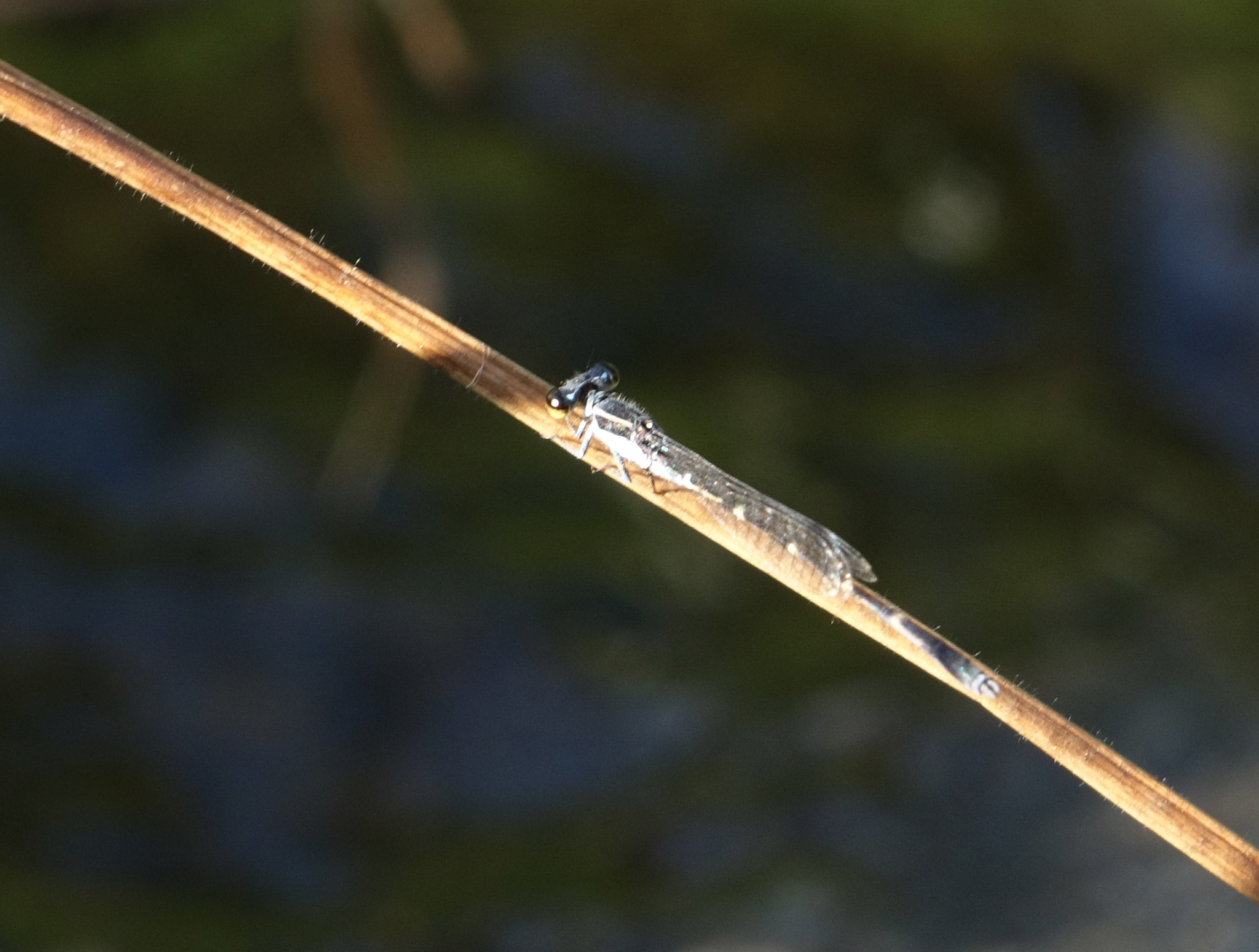 Splendid Wisp