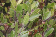 Arctostaphylos franciscana