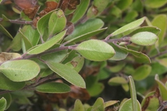 Arctostaphylos franciscana