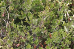 Arctostaphylos franciscana