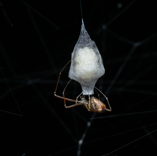 Horned Parasitic Cobweaver photo 4