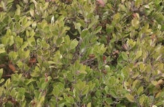 Arctostaphylos franciscana