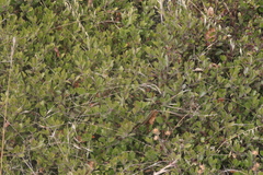 Arctostaphylos franciscana