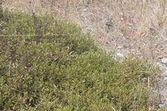 Arctostaphylos franciscana