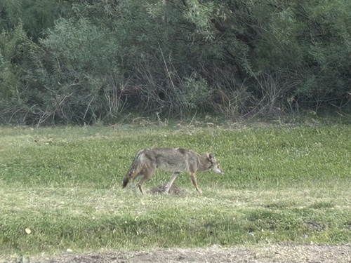 iNaturalist observation 2025-05-17