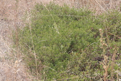 Arctostaphylos franciscana
