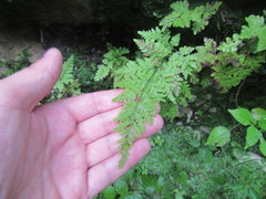 Cystopteris bulbifera