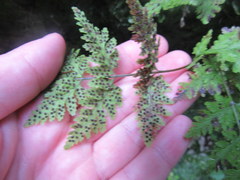 Cystopteris bulbifera