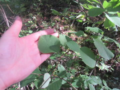 Lonicera reticulata