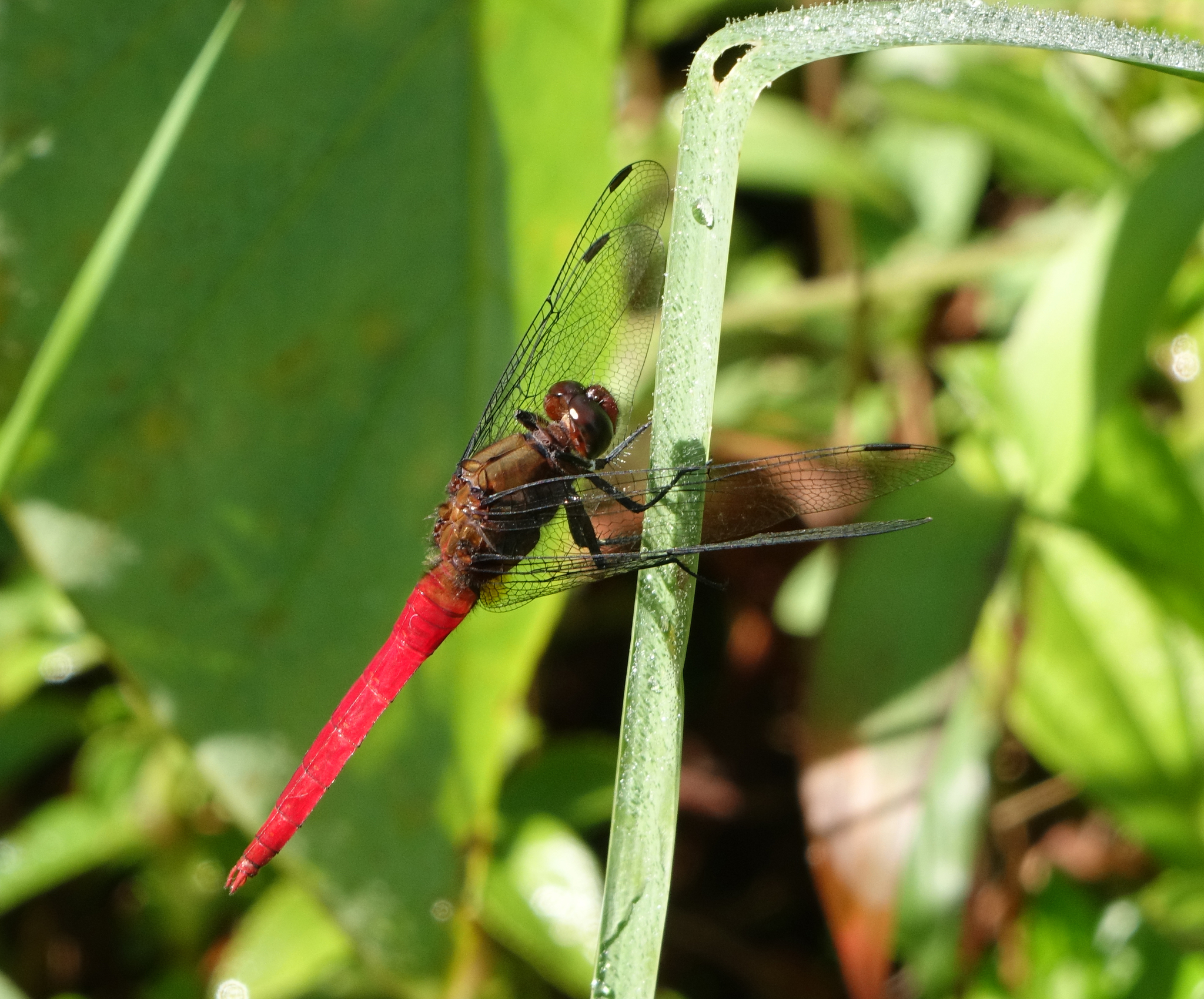 Spine-Tufted Skimmer