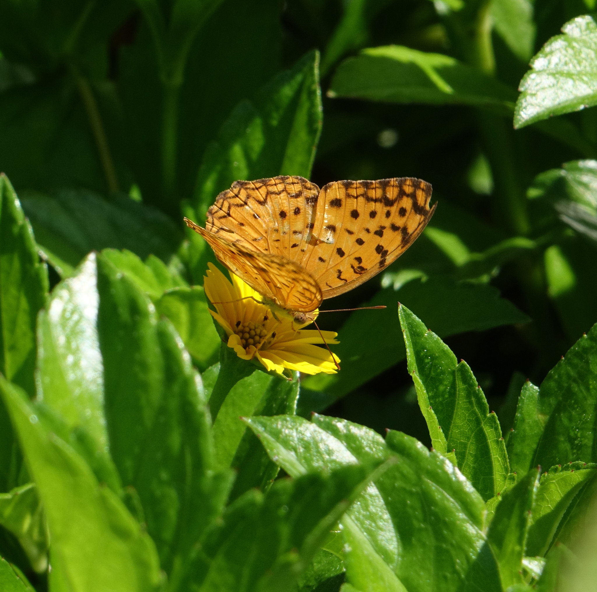 Common Leopard