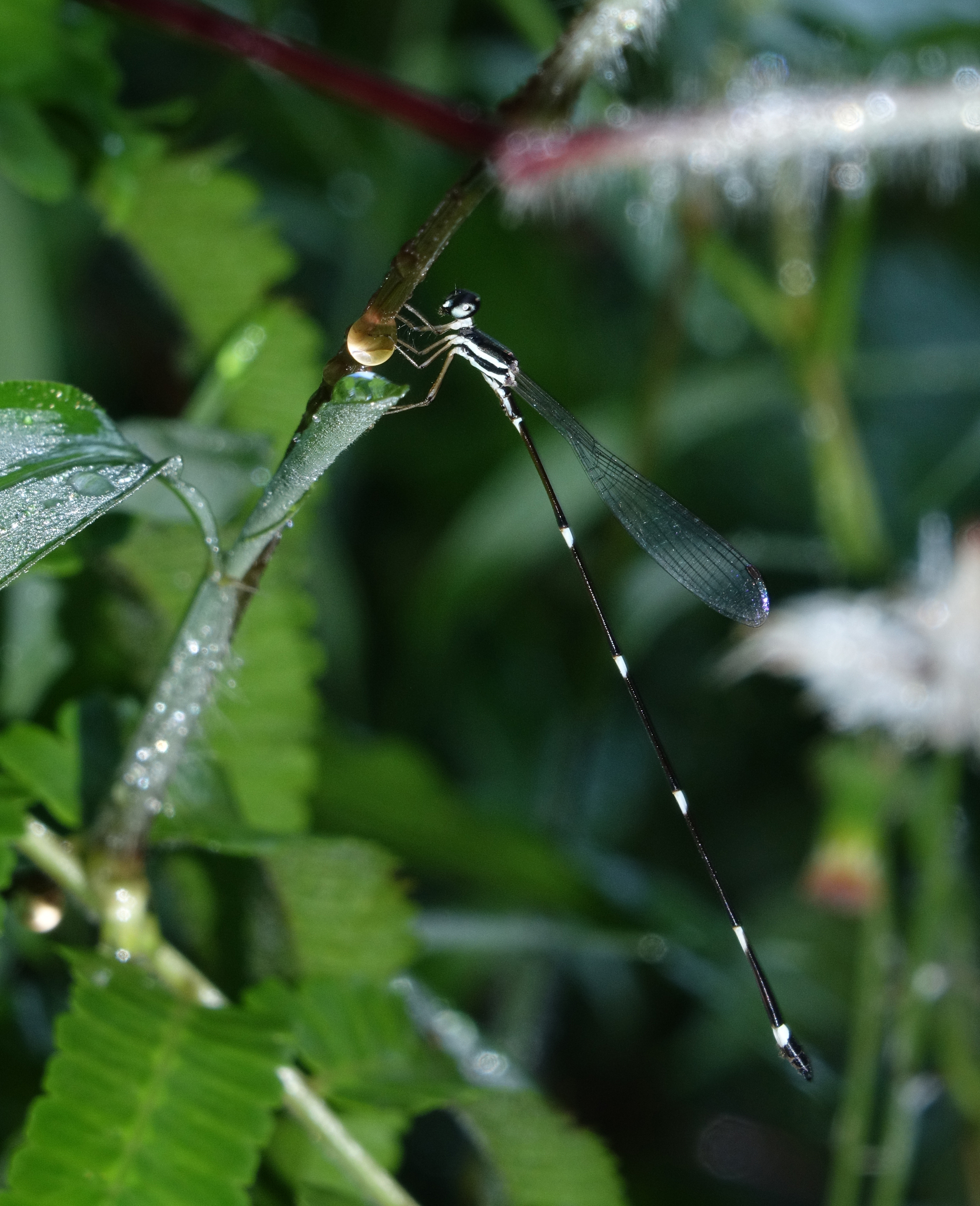 Pied Shadowdamsel