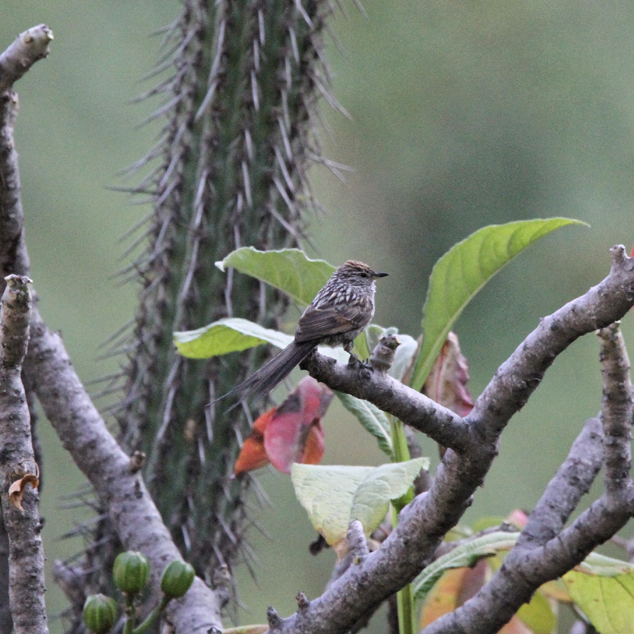 Streak-backed Tit-Spinetail (Leptasthenura striata), photo 1