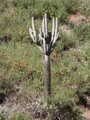 Browningia candelaris, photograph (c) capacoscar, some rights reserved (CC BY)