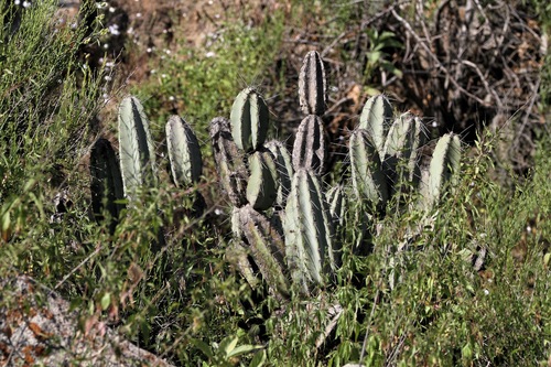 Armatocereus matucanensis, photograph 4