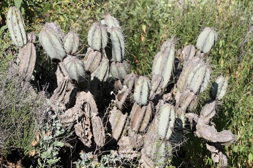 Armatocereus matucanensis, photograph 6