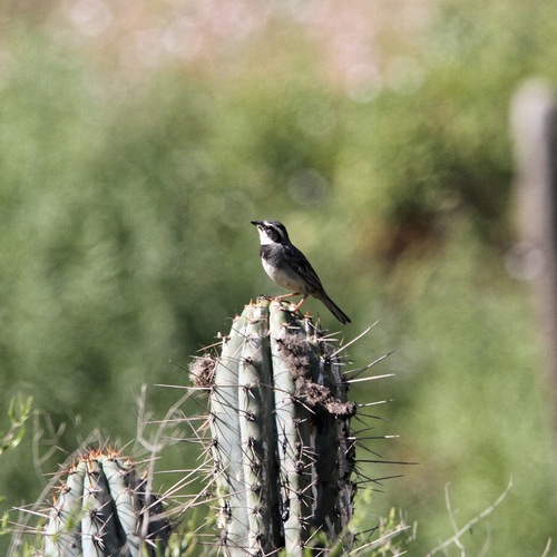 Collared Warbling Finch (Poospiza hispaniolensis), photo 6