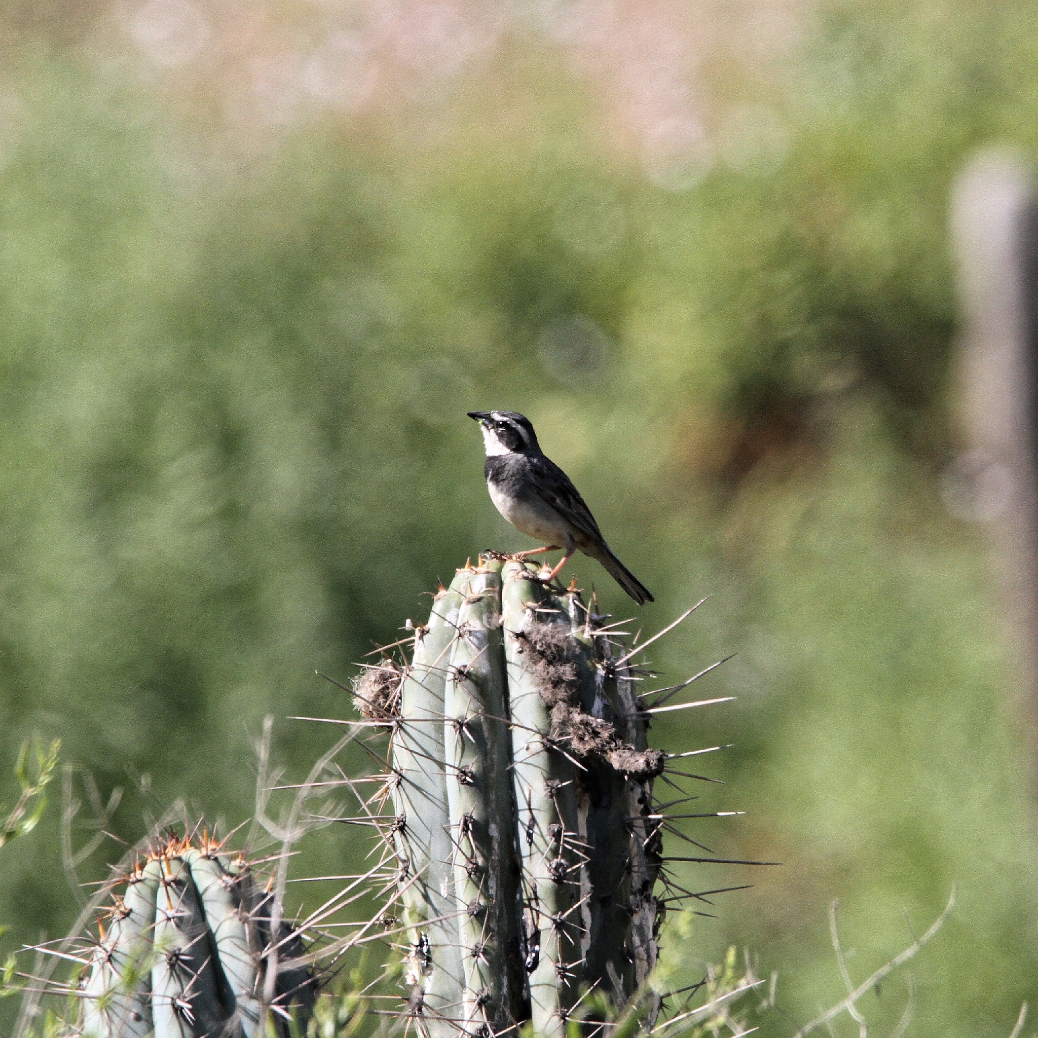 Collared Warbling Finch (Poospiza hispaniolensis), photo 6