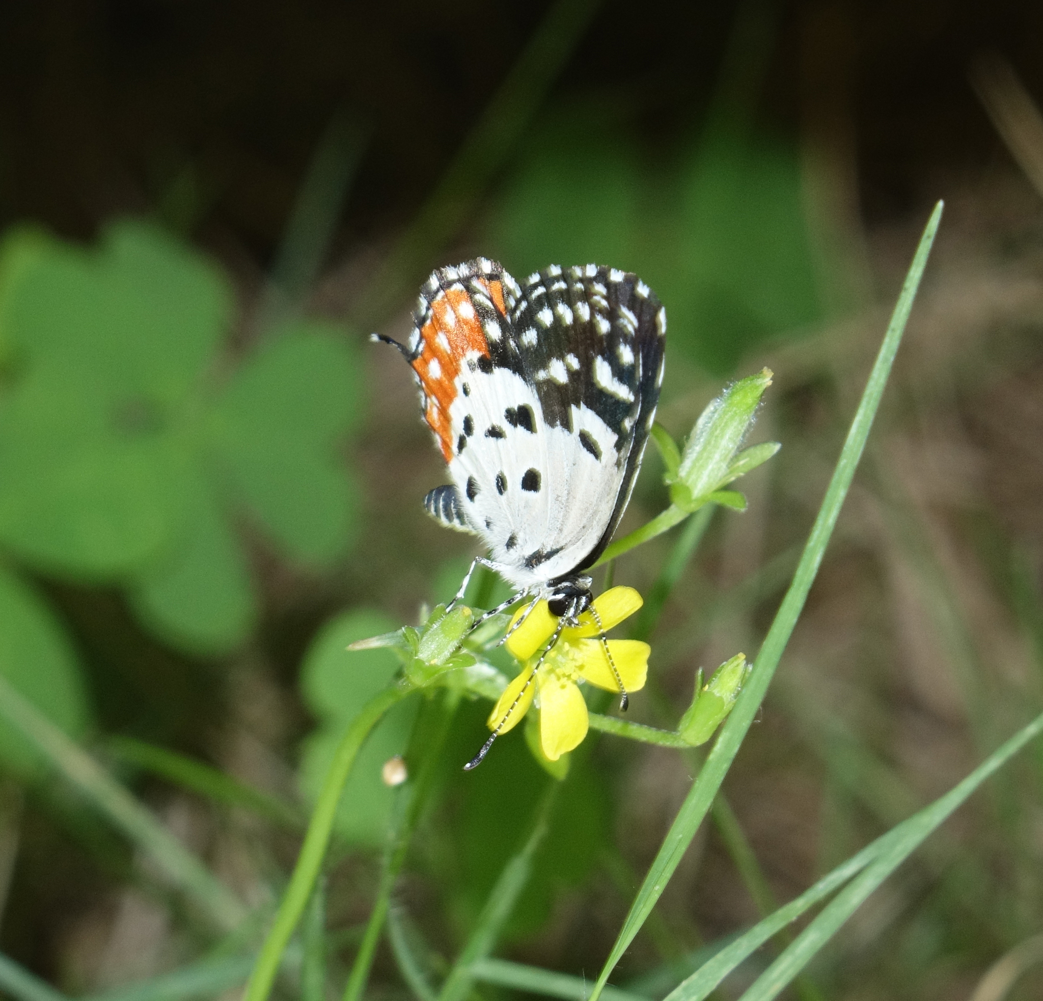 Red Pierrot
