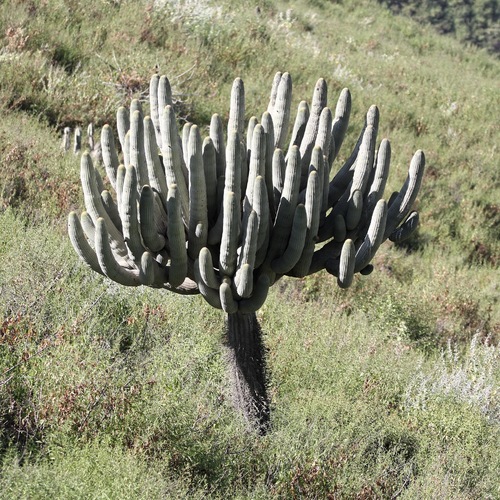 Browningia candelaris, photograph 4